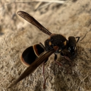 Paralastor sp. (genus) at Murrumbateman, NSW - 29 Jan 2022