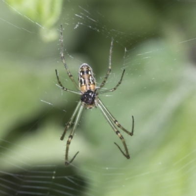 Leucauge dromedaria (Silver dromedary spider) at Higgins, ACT - 25 Jan 2022 by AlisonMilton