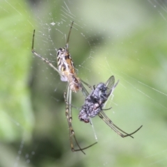 Leucauge dromedaria at Higgins, ACT - 25 Jan 2022 08:28 AM