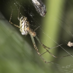 Leucauge dromedaria at Higgins, ACT - 25 Jan 2022 08:28 AM