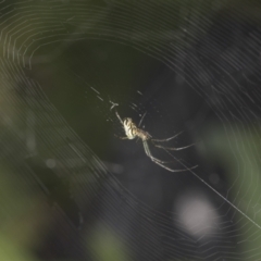 Leucauge dromedaria at Higgins, ACT - 25 Jan 2022 08:28 AM