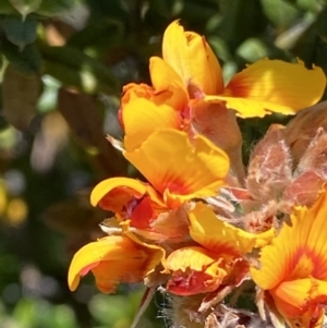 Podolobium alpestre at Cotter River, ACT - 27 Jan 2022