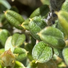 Podolobium alpestre at Cotter River, ACT - 27 Jan 2022