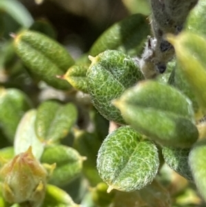 Podolobium alpestre at Cotter River, ACT - 27 Jan 2022 12:46 PM