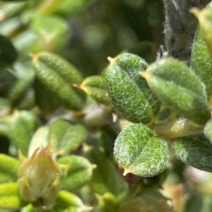 Podolobium alpestre at Cotter River, ACT - 27 Jan 2022