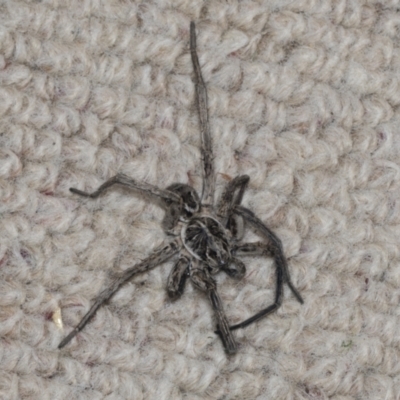 Tasmanicosa sp. (genus) (Unidentified Tasmanicosa wolf spider) at Higgins, ACT - 23 Jan 2022 by AlisonMilton