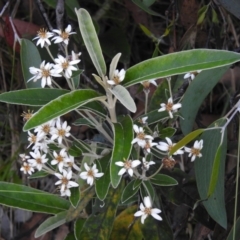 Olearia megalophylla (Large-leaf Daisy-bush) at Namadgi National Park - 27 Jan 2022 by JohnBundock