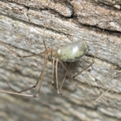 Unverified Spider at Higgins, ACT - 22 Jan 2022 by AlisonMilton