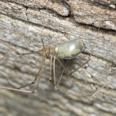 Unverified Spider at Higgins, ACT - 22 Jan 2022 by AlisonMilton