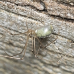 Unidentified Other web-building spider (TBC) at Higgins, ACT - 22 Jan 2022 by AlisonMilton