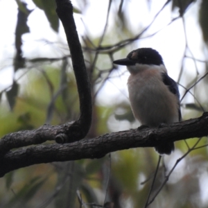 Todiramphus macleayii at Tinbeerwah, QLD - 15 Jan 2022