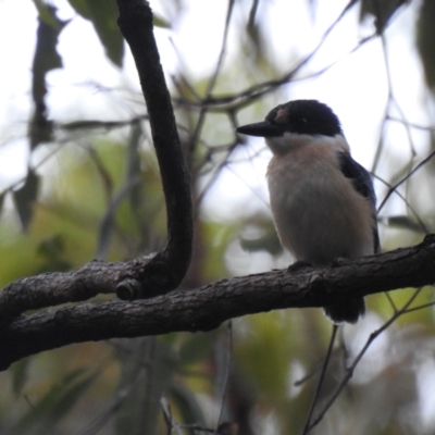 Todiramphus macleayii (Forest Kingfisher) at Tinbeerwah, QLD - 15 Jan 2022 by Liam.m