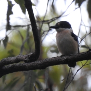 Todiramphus macleayii (Forest Kingfisher) at suppressed by Liam.m