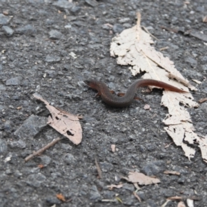 Unidentified Skink at suppressed by Liam.m