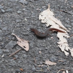 Unidentified Skink at Tewantin, QLD - 15 Jan 2022 by Liam.m