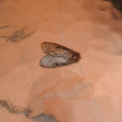 Unidentified Moth (Lepidoptera) (TBC) at Tinbeerwah, QLD - 17 Jan 2022 by Liam.m