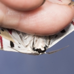 Crypsiphona ocultaria (Red-lined Looper Moth) at Higgins, ACT - 22 Jan 2022 by AlisonMilton