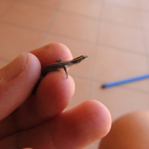 Cryptoblepharus pulcher at Tinbeerwah, QLD - suppressed