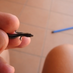 Cryptoblepharus pulcher at Tinbeerwah, QLD - suppressed