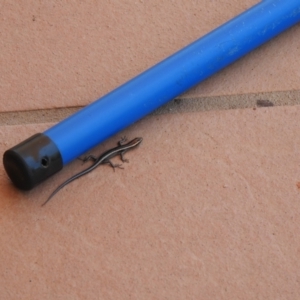 Cryptoblepharus pulcher at Tinbeerwah, QLD - suppressed