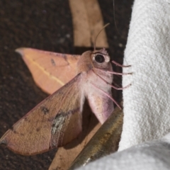 Oenochroma vinaria (Pink-bellied Moth, Hakea Wine Moth) at Higgins, ACT - 26 Jan 2022 by AlisonMilton