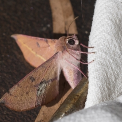 Oenochroma vinaria (Pink-bellied Moth, Hakea Wine Moth) at Higgins, ACT - 26 Jan 2022 by AlisonMilton