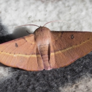 Oenochroma vinaria at Higgins, ACT - 26 Jan 2022 04:11 PM