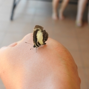 Psychonotis caelius at Tinbeerwah, QLD - suppressed