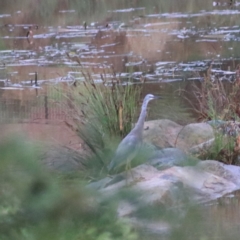 Egretta novaehollandiae (White-faced Heron) at Goulburn Wetlands - 29 Jan 2022 by Rixon