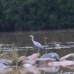 Egretta novaehollandiae at Goulburn, NSW - 29 Jan 2022