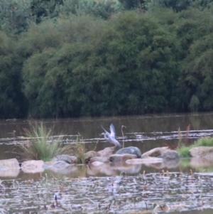 Egretta novaehollandiae at Goulburn, NSW - 29 Jan 2022 08:05 PM