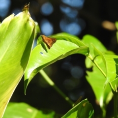 Ocybadistes walkeri at Lake MacDonald, QLD - 17 Jan 2022 by Liam.m