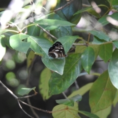 Phaedyma shepherdi (White Banded Plane) at Lake MacDonald, QLD - 17 Jan 2022 by Liam.m