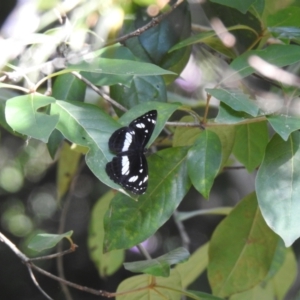 Phaedyma shepherdi at Lake MacDonald, QLD - suppressed