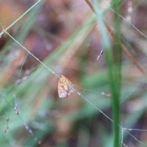 Meranda susialis at Goulburn, NSW - 29 Jan 2022 06:37 PM