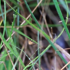 Meranda susialis at Goulburn, NSW - 29 Jan 2022 06:37 PM