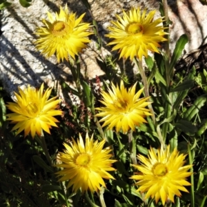 Xerochrysum subundulatum at Cotter River, ACT - 27 Jan 2022