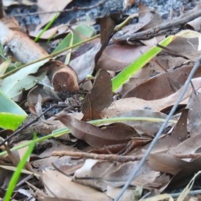 Melanitis leda (Evening Brown) at Castaways Beach, QLD - 23 Jan 2022 by Liam.m