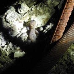 Unidentified Monitor or Gecko at Tewantin National Park - 23 Jan 2022 by Liam.m
