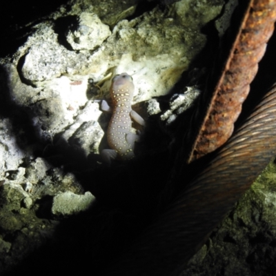 Unidentified Monitor or Gecko at Tewantin, QLD - 23 Jan 2022 by Liam.m