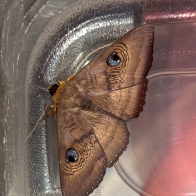 Dasypodia selenophora (Southern old lady moth) at Wright, ACT - 29 Jan 2022 by Rebeccajgee