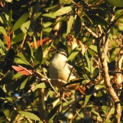 Lalage leucomela (Varied Triller) at Sunrise Beach, QLD - 23 Jan 2022 by Liam.m