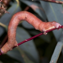 Arhodia lasiocamparia (Pink Arhodia) at Hawker, ACT - 26 Jan 2022 by AlisonMilton