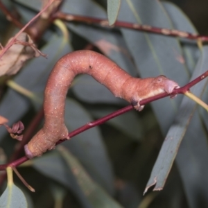 Arhodia lasiocamparia at Hawker, ACT - 26 Jan 2022 12:00 PM