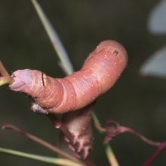 Arhodia lasiocamparia at Hawker, ACT - 26 Jan 2022 12:00 PM