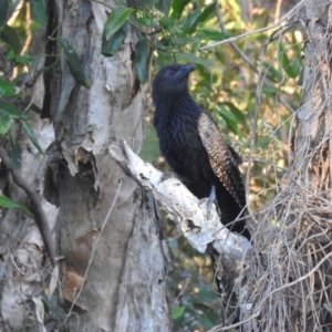 Centropus phasianinus at Sunrise Beach, QLD - 24 Jan 2022