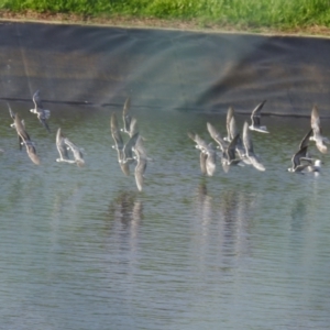 Chlidonias leucopterus at Kuluin, QLD - 21 Jan 2022