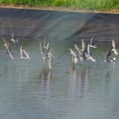 Chlidonias leucopterus (White-winged Black Tern) at Kuluin, QLD - 21 Jan 2022 by Liam.m