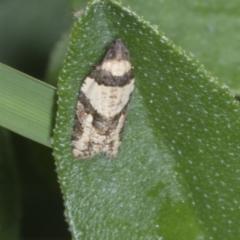 Clarana clarana (A Tortricid moth) at Higgins, ACT - 26 Jan 2022 by AlisonMilton