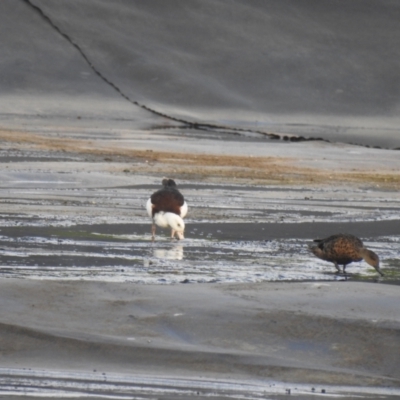 Radjah radjah (Radjah Shelduck) at Maroochydore, QLD - 21 Jan 2022 by Liam.m